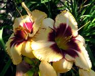 Border Lord (������ ����)