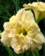 �������� Bowl of Cream