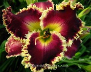 ��������  " Briar Patch"