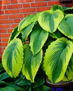 Hosta 'Bridal Falls'