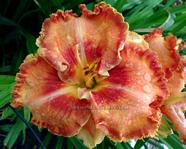 �������� BRING IT ON