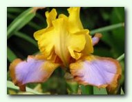 Brown Lasso (����� ������)