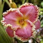 ��������  " BUBBLEGUM DELICIOUS "