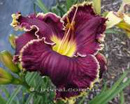 ��������  " BUFFALO THUNDER"