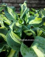 Hosta � Bullfrog�