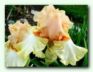 Bundle of Love (����� �� ���)