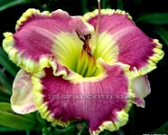 ��������  CAPE BRETON