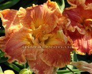 �������� CARVED INITIALS