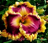 ��������  " CASTLE ROCK " 