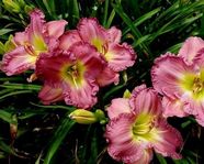 Chance Encounter (���� ���������)