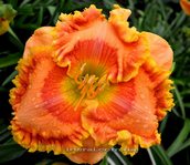 ��������  " CITRUS FERRISWHEEL"