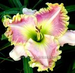 ��������  " COLONIAL TRICORNE "