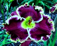 ��������  " COLOSSUS"