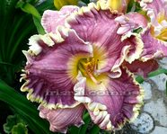 �������� CUTTING LOOSE