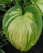 Hosta "California Gold Rush"