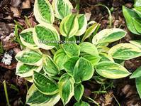 Hosta  Cameo