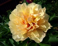 Paeonia  Canary Brilliants(ITOH)