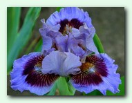 Capiche  (�����)