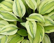 Hosta "Captain Adventure"