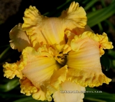 �������� Carved Complexity