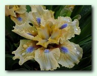 Cashet (�����)