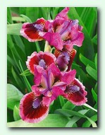 Cats Eye (���� ��)