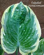 Hosta " Celestial "  