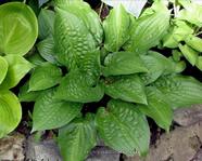 Hosta " Celtic Uplands 