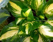 Hosta "Center of Attention"
