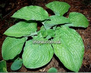 Hosta 'Chanticleer'