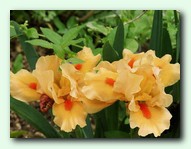 Cherokee Daybreak (������ ��������)