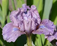  ���� CHEERY BLUSH