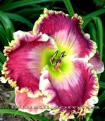 ��������  " CHERRY ICE CREAM SMILE "