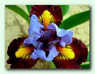 Chicklet (������)