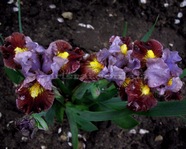 Chicklet (������)