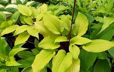 Hosta ' Chris' Tropical Sundown'