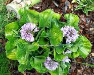 Hosta Church Mouse