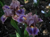 Circus Clown (Ѹ��� �����)