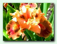 Clash (����)