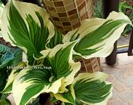 Hosta Coastal Treasure