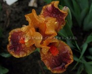 Color Blind (���� ������)