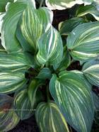 Hosta "Confused Angel"
