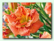 Congo Coral (����� �����)