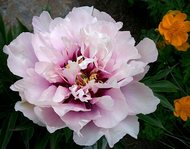 Paeonia  Cora Luise. itoh