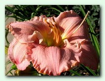 Corinthian Pink (��������� ����)