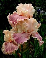 ���� Cross my Heart 