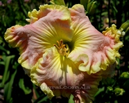 ��������  "Curvaceous Flare"