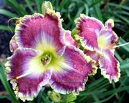 �������� DAN MACK MITCHELL 