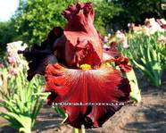 ���� DARE ME