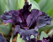 ���� DARK MATTER